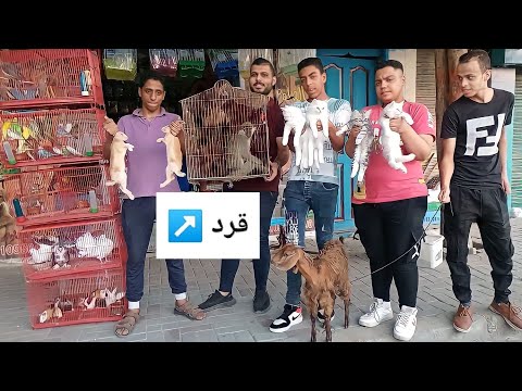 محلات الحيوانات بالاسعاار قرود قنافد سلاحف بغبغانات قطط عصافير اسماك حمام ارانب هامستر اكسسوارات و