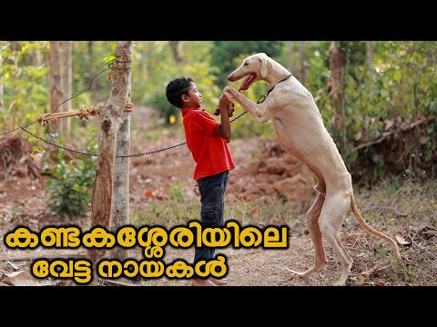 ശെരിക്കും വേട്ട നായകൾ || Vickies Greeny