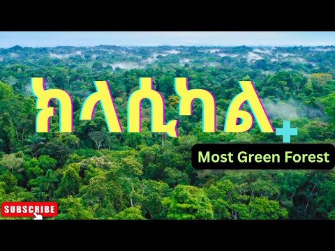 መሳጭ ክላሲካል ሙዚቃዎች Ethiopian instrumental musics collection: በአለም ትልቁ አረንጓዴ ጫካ #classicalmusic #amazon