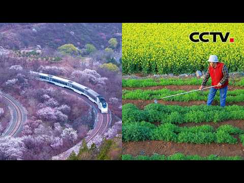 清明不误农时 春和景明 北京雄关花海醉游人 | CCTV「家国清明」20260405