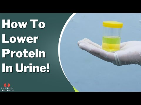 How to lower protein in the urine? Diet and medications.