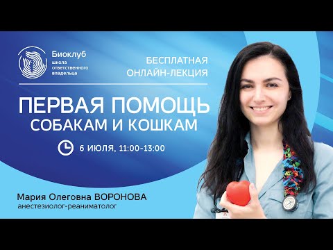 Первая помощь собакам и кошкам