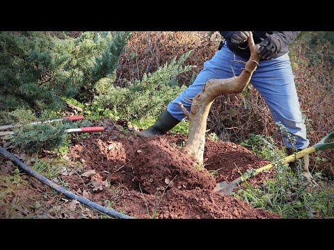 How to dig bonsai material