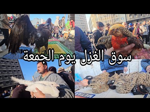 سوق الغزل يوم الجمعة انواع الحيوانات والطيور مخلوقات اول مره تشوفوها/ 2024/2/2