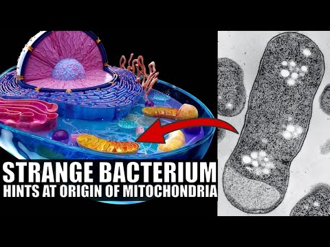 Groundbreaking Discovery of Bacteria Related to Mitochondria In Our Bodies