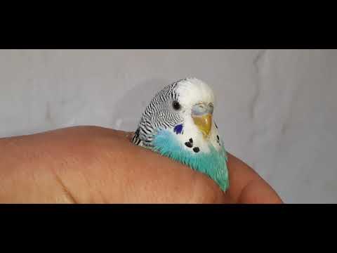 Как определить возраст волнистого попугая. Какой возраст у попугая.