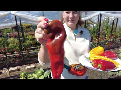 5 ЛУЧШИХ ПЕРЦА ОТКРЫТОГО ГРУНТА . ПОСАДИТЕ ЭТИ СОРТА СЛАДКОГО ПЕРЦА И ВСЕГДА БУДЕТ УРОЖАЙ!