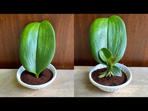 Just Coffee! Orchid Leaves Immediately Grow Roots From The Base And Bloom All Year Round