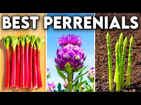 20 Must Grow Perennial Vegetables to Feed You Forever!