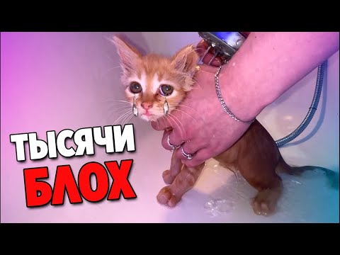 Saving a sad kitten from fleas. Kitten looking for a home / SANI vlog