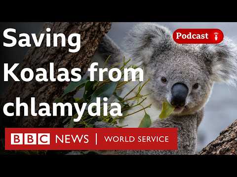 Vaccine to fight Australia's koala chlamydia crisis - What in the World podcast, BBC World Service