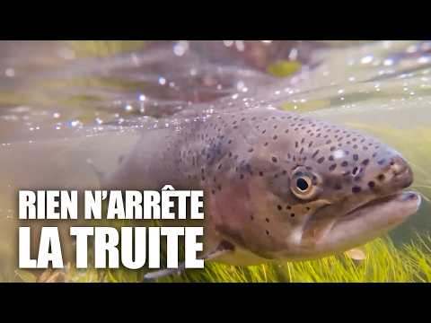 Truite fumée, fraîche ou sauvage : que mange-t-on vraiment ?