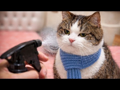 Cats being unpredictable