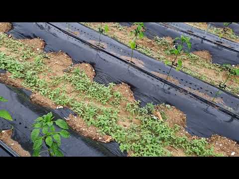 고추재배 살충 살균 농약대신 기름 소독으로 하세요.