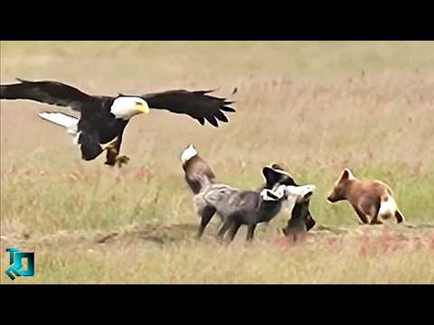 Такое Невозможно Забыть! Случаи с Животными Снятые на Камеру