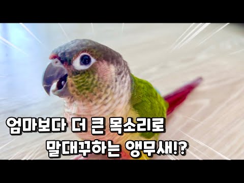 A parrot that got scolded for being naughty and started arguing with its mother even louder!?