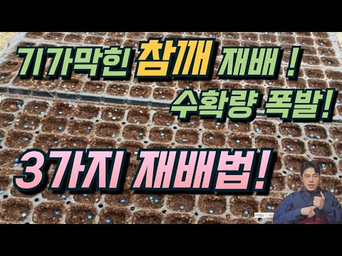 참깨농사 잘 짓는 법.
