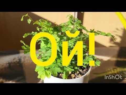 Обзор коллекции адиантумов. Венерин волос. 12.09.2023.