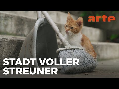 Istanbul, Stadt der Katzen | 360° Reportage - Reupload | ARTE Family