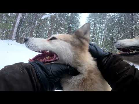 Прогулка с Лайками