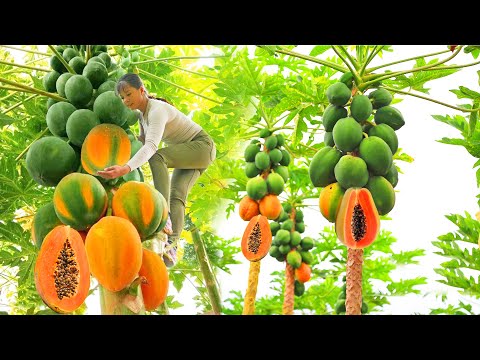 FULL Video: 60 Days Harvesting Papaya Fruit & Underground Wild Tuber Goes To Market Sell