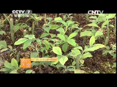 20141229 农广天地  兔眼蓝莓种植技术