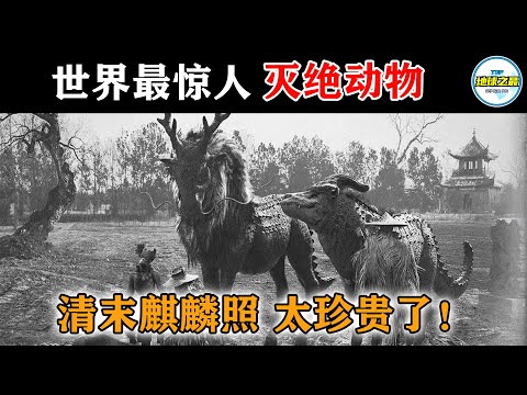 10种地球上最惊人的灭绝动物！麒麟在清末被拍到了照片？丨地球之最#冷知识 #排名 #世界之最#动物 #top10 #动物世界#灭绝动物#麒麟#世界最惊人的灭绝动物