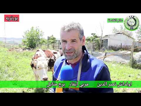 بورتريه تربية الأبقار   # الغرفة الفلاحية لولاية بومرداس