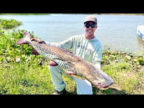 RARE "River Monster" Catfish in Argentina! Plus Golden Dorado and Piranha!