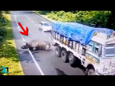 You Won't Believe Your Eyes! Crazy Animal Incidents 1 in a Million!