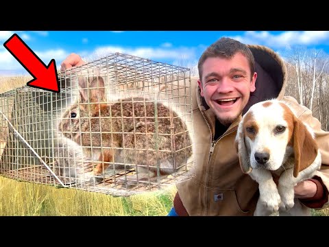 Trapping Wild Rabbits to Train My Rabbit Dog!
