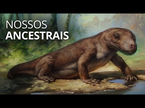 4,6 Bilhões de anos em 50 minutos: A história da evolução!