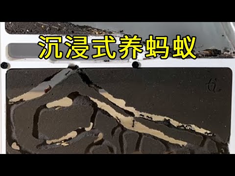 Immersive raising ants  observe the whole process of ants digging channels  really interesting!