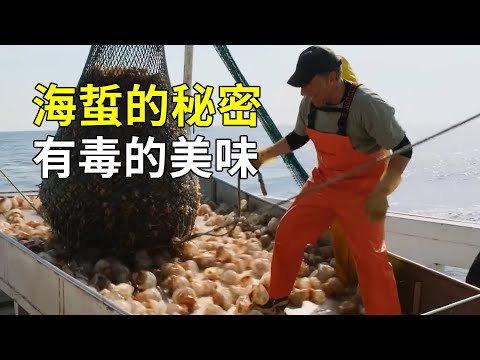 如何養殖海蜇？神奇的繁殖模式，40天可以上桌