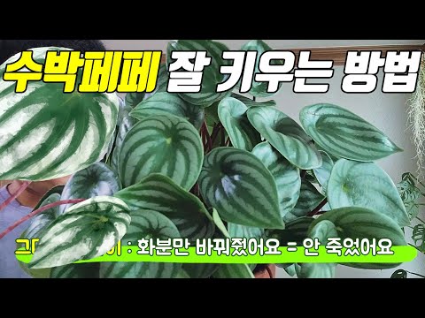 수박페페 잘 키우는 방법!!(Feat.뉴핑크레이디 페페로미아)