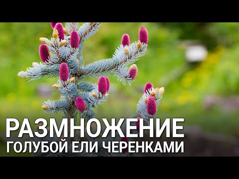 Propagation of blue spruce by cuttings