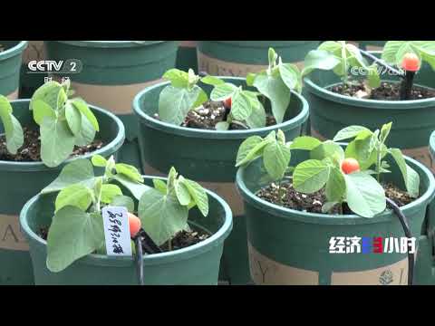 《经济半小时》 20251021 身边的“十四五” 中国农业藏粮于技 沃野千里 |  财经风云