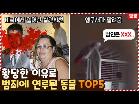 앵무새가 유일한 목격자..? 황당한 이유로 범죄에 연루된 동물 TOP5