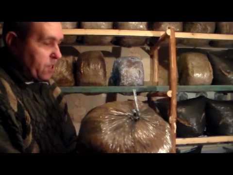 Конденсат,в грибных блоках-друг или враг?