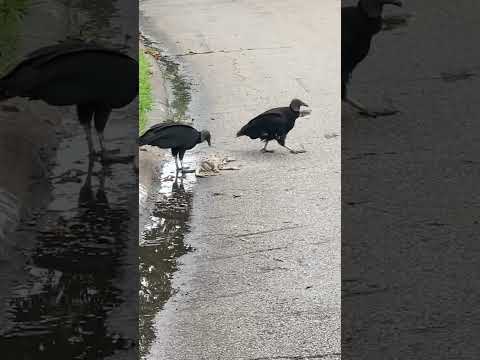 Vultures eating carcasses