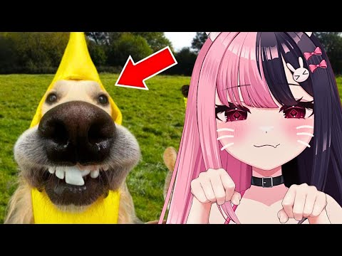 CUTEST Video on the Internet?! Reacting to Adorable Animals πΆπ±