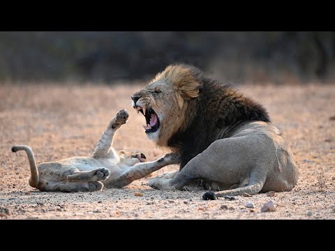 Cute Cubs Better be Careful Not to Bother Their Father