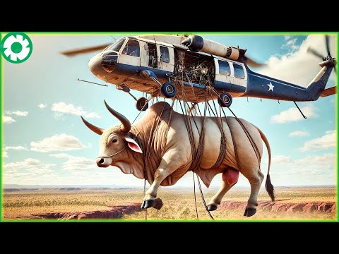 Transporting Cows This Way - Farmers Raise Millions Of Cattle From The Air - Agriculture Technology