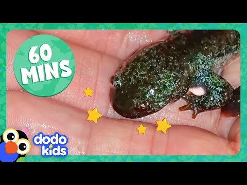 60 Minutes Of Animals Who Needed A BIG Rescue! | 1 Hour Of Animal Videos | Dodo Kids