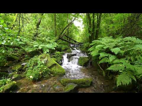 Beautiful Forest Sounds, Birds Chirping, Peaceful Stream