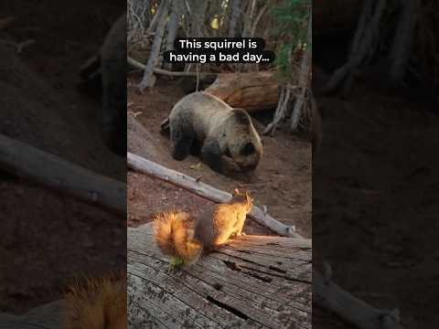 New YouTube Episode Out Now. Link in below. #wildlife