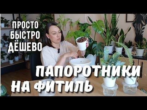 Папоротники на фитильном поливе! Секрет простого полива без хлопот