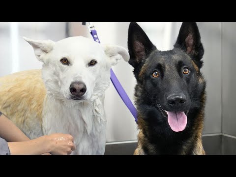 Do you think these owners were prepared for a Belgian MALINOIS? π