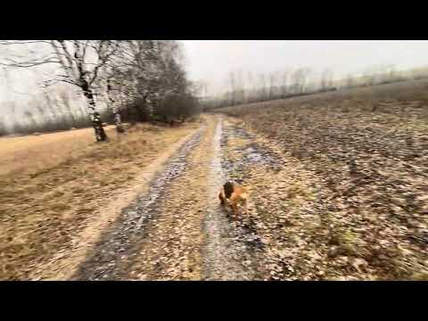 ОПЯТЬ БЕЗ ДОБЫЧИ. ОХОТА НА ЗАЙЦА С РУССКОЙ ГОНЧЕЙ 