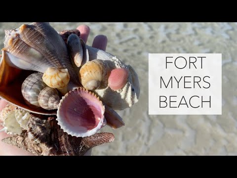Winter shelling in Florida. Low tide gave me so many treasures and critter encounters!
